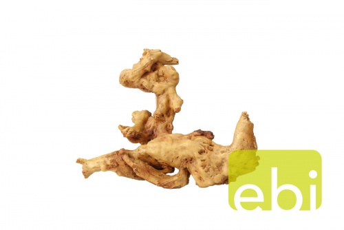 Aqua Della Coffee Root 2 Aqua Della Coffee Root 2